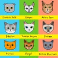 Nine cat breeds in cute cartoon style with names on bright colorful background