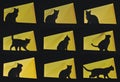 Nine cat poses-black cat on yellow background