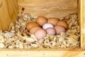 Nine chicken eggs Royalty Free Stock Photo