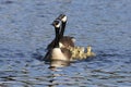 Nine Little Spring Goslings swimming in a group with the the parent geese Royalty Free Stock Photo