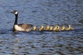 Nine Little Spring Goslings following in a line behind the parent goose Royalty Free Stock Photo