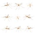 Nine cylindrotominae or long-bodied craneflies Royalty Free Stock Photo