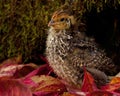 Nine days old quail, Coturnix japonica.....photographed in nature