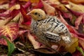 Nine days old quail, Coturnix japonica.....photographed in nature