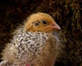 Nine days old quail, Coturnix japonica.....photographed in nature