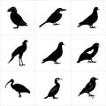 Nine different bird species in silhouette on a white background in a grid pattern formation Royalty Free Stock Photo
