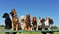 Nine dogs Royalty Free Stock Photo