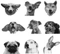 Nine emotions of purebred dogs Royalty Free Stock Photo