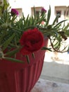Nine AM flower with a red colour