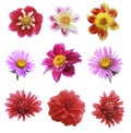 Nine flowers Royalty Free Stock Photo