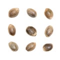 Nine hemp seeds isolated