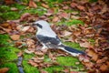 Nine killer Great grey Shrike is ferocious predator of passerine bird