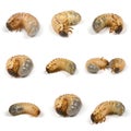 Nine larvas of a rhinoceros beetle Oryctes nasicornis Royalty Free Stock Photo