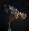 Nine month old black and red Doberman Pinscher puppy Royalty Free Stock Photo