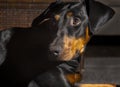 Nine month old black and red Doberman Pinscher puppy Royalty Free Stock Photo