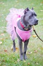 Nine month old cane corso italian mastiff in dress Royalty Free Stock Photo