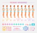 Nine months of pregnancy in progress. Infographic vector set.