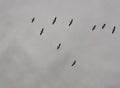 A flock of nine Pelicans flying north above Anson Lake North. Royalty Free Stock Photo