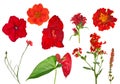 Nine red flowers collection isolated on white