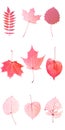 nine red leaves isolated on white background. objects for design