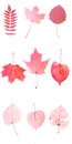 nine red leaves isolated on white background. objects for design