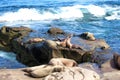 Nine Sea Lions, Otariinae, sunbathing on a rocky outcropping at Children's Beach in La Jolla, California