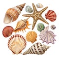 Nine seashells collection ocean treasures beach finds Royalty Free Stock Photo
