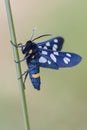 Nine-spotted moth - Amata phegea