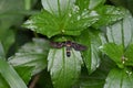 A Nine spotted moth belonging to the tiger moth family sits on a Singapore daisy leaf Royalty Free Stock Photo