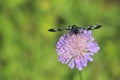 Nine-spotted moth