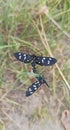 nine-spotted moth sitting on green leaf. Amata phegea, formerly Syntomis phegea