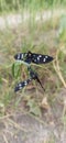 Nine-spotted moth. Amata nigricornis. pair of butterflies copulate in the forest