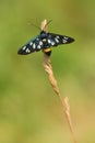 Nine-spotted moth or yellow belted burnet, Amata phegea, formerly Syntomis phegea, in Czech Republic