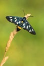 Nine-spotted moth or yellow belted burnet, Amata phegea, formerly Syntomis phegea, in Czech Republic