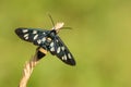 Nine-spotted moth or yellow belted burnet, Amata phegea, formerly Syntomis phegea, in Czech Republic