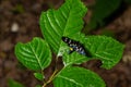 Nine-spotted moth or yellow belted burnet, Amata phegea, formerly Syntomis phegea, macro in weed, selective focus