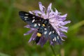 Nine-spotted moth or yellow belted burnet, Amata phegea, formerly Syntomis phegea, macro in weed, selective focus