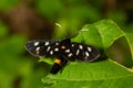 Nine-spotted moth or yellow belted burnet, Amata phegea, formerly Syntomis phegea, macro in weed, selective focus