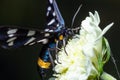 Nine-spotted moth or yellow belted burnet, Amata phegea, formerly Syntomis phegea, macro in weed, selective focus