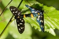 Nine-spotted moth or yellow belted burnet, Amata phegea, formerly Syntomis phegea, macro in weed, selective focus