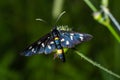 Nine-spotted moth or yellow belted burnet, Amata phegea, formerly Syntomis phegea, macro in weed, selective focus