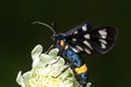 Nine-spotted moth or yellow belted burnet, Amata phegea, formerly Syntomis phegea, macro in weed, selective focus