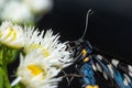 Nine-spotted moth or yellow belted burnet, Amata phegea, formerly Syntomis phegea, macro in weed, selective focus