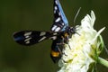 Nine-spotted moth or yellow belted burnet, Amata phegea, formerly Syntomis phegea, macro in weed, selective focus