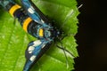 Nine-spotted moth or yellow belted burnet, Amata phegea, formerly Syntomis phegea, macro in weed, selective focus