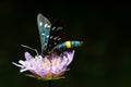 Nine-spotted moth or yellow belted burnet, Amata phegea, formerly Syntomis phegea, macro in weed, selective focus