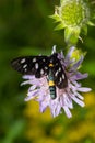 Nine-spotted moth or yellow belted burnet, Amata phegea, formerly Syntomis phegea, macro in weed, selective focus