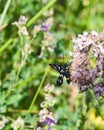 Nine-spotted moth or yellow belted burnet, Amata phegea, formerly Syntomis phegea, close-up on flowers