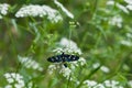 Nine-spotted moth or yellow belted burnet, Amata phegea, formerly Syntomis phegea, close-up on flowers