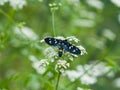 Nine-spotted moth or yellow belted burnet, Amata phegea, formerly Syntomis phegea, close-up on flowers